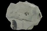 Fossil Flora (Macroneuropteris? & Annularia) Plate - Kentucky #138532-3